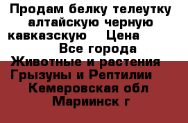 Продам белку телеутку алтайскую,черную кавказскую. › Цена ­ 5 000 - Все города Животные и растения » Грызуны и Рептилии   . Кемеровская обл.,Мариинск г.